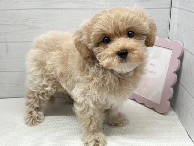 徳島県のハーフ犬・ミックス犬 (アミーゴ徳島店/2026年8月21日生まれ/男の子/アプリコット)の子犬の2枚目の画像