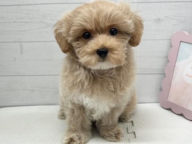 徳島県のハーフ犬・ミックス犬 (アミーゴ徳島店/2026年8月21日生まれ/男の子/アプリコット)の子犬の1枚目の画像