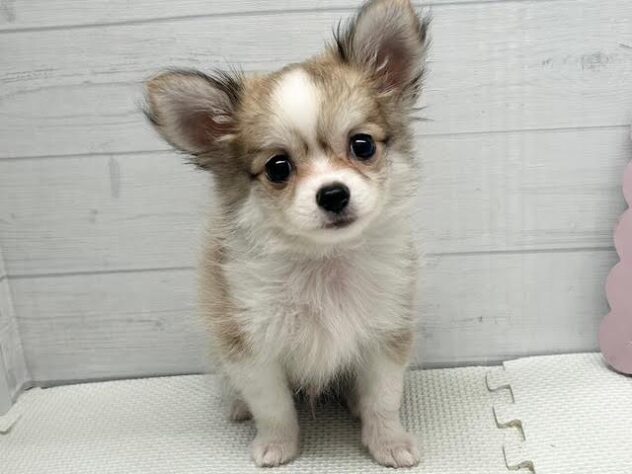 徳島県のハーフ犬・ミックス犬 (アミーゴ徳島店/2026年8月18日生まれ/男の子/レッドホワイト)の子犬の1枚目の画像