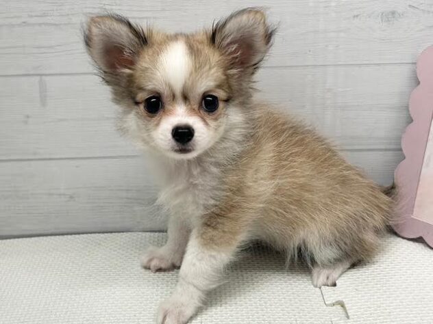 徳島県のハーフ犬・ミックス犬 (アミーゴ徳島店/2026年8月18日生まれ/男の子/レッドホワイト)の子犬の2枚目の画像