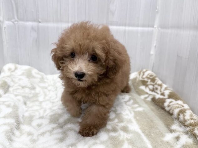 徳島県のトイプードル(トイ) (アミーゴ北島店/2026年7月27日生まれ/女の子/レッドフォーン)の子犬の4枚目の画像