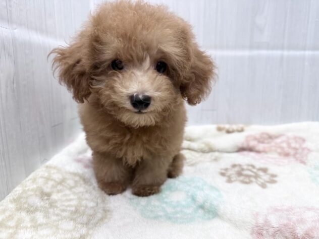 徳島県のトイプードル(トイ) (アミーゴ北島店/2026年7月27日生まれ/女の子/レッドフォーン)の子犬の3枚目の画像