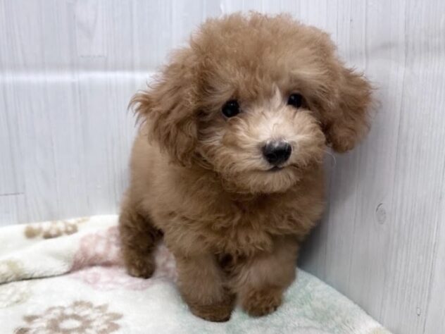 徳島県のトイプードル(トイ) (アミーゴ北島店/2026年7月27日生まれ/女の子/レッドフォーン)の子犬の2枚目の画像