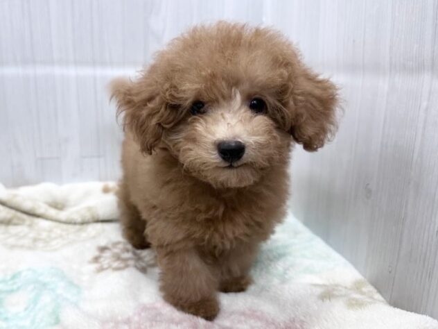 徳島県のトイプードル(トイ) (アミーゴ北島店/2026年7月27日生まれ/女の子/レッドフォーン)の子犬の1枚目の画像