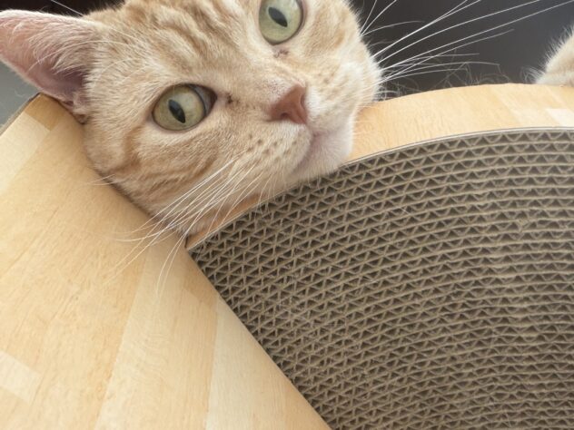 はな