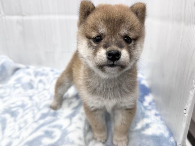 徳島県の豆柴 (アミーゴ北島店/2026年8月11日生まれ/女の子/赤)の子犬の1枚目の画像