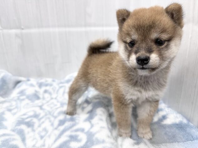 徳島県の豆柴 (アミーゴ北島店/2026年8月11日生まれ/女の子/赤)の子犬の3枚目の画像