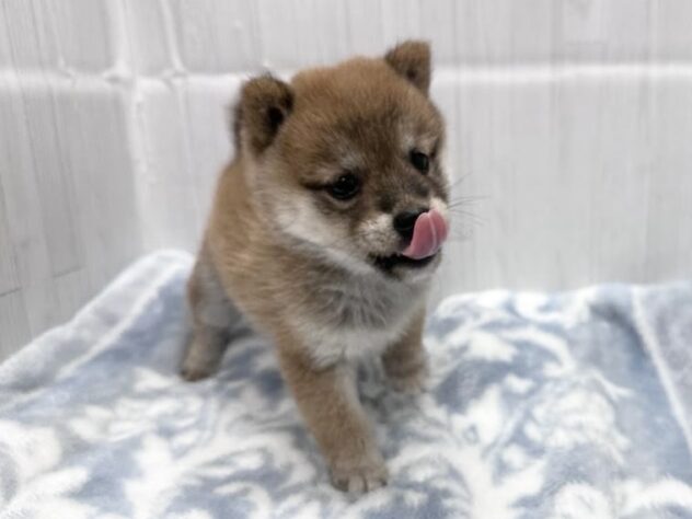 徳島県の豆柴 (アミーゴ北島店/2026年8月11日生まれ/女の子/赤)の子犬の4枚目の画像
