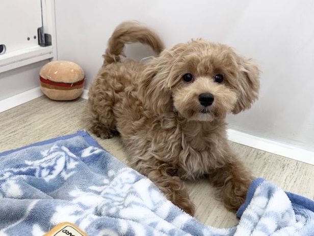 徳島県のハーフ犬・ミックス犬 (アミーゴ北島店/2026年5月17日生まれ/男の子/クリーム)の子犬の3枚目の画像