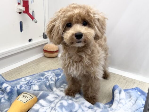 徳島県のハーフ犬・ミックス犬 (アミーゴ北島店/2026年5月17日生まれ/男の子/クリーム)の子犬の2枚目の画像