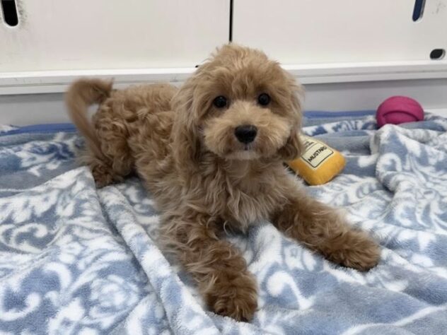 徳島県のハーフ犬・ミックス犬 (アミーゴ北島店/2026年5月17日生まれ/男の子/クリーム)の子犬の1枚目の画像