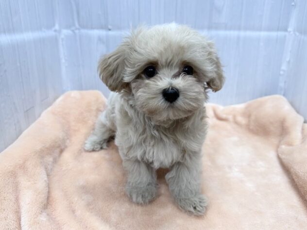 徳島県のハーフ犬・ミックス犬 (アミーゴ北島店/2026年8月15日生まれ/男の子/クリーム)の子犬の3枚目の画像