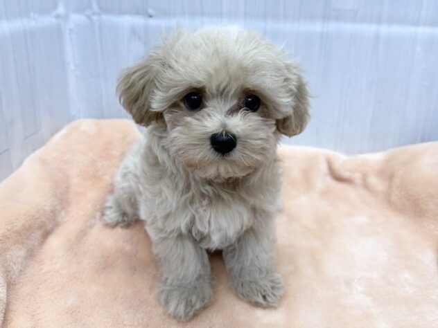 徳島県のハーフ犬・ミックス犬 (アミーゴ北島店/2026年8月15日生まれ/男の子/クリーム)の子犬の1枚目の画像
