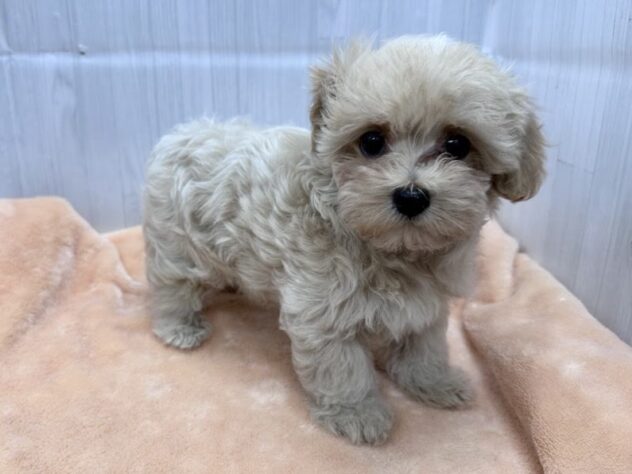 徳島県のハーフ犬・ミックス犬 (アミーゴ北島店/2026年8月15日生まれ/男の子/クリーム)の子犬の2枚目の画像