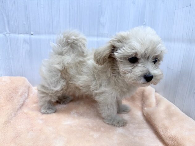 徳島県のハーフ犬・ミックス犬 (アミーゴ北島店/2026年8月15日生まれ/女の子/クリーム)の子犬の3枚目の画像