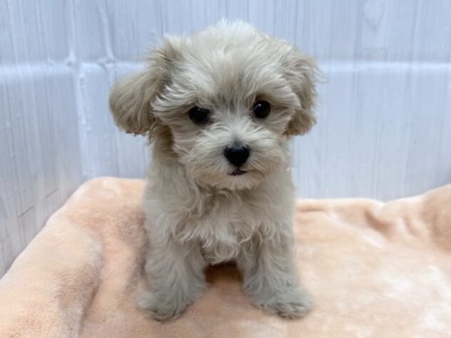 徳島県のハーフ犬・ミックス犬 (アミーゴ北島店/2026年8月15日生まれ/女の子/クリーム)の子犬の2枚目の画像