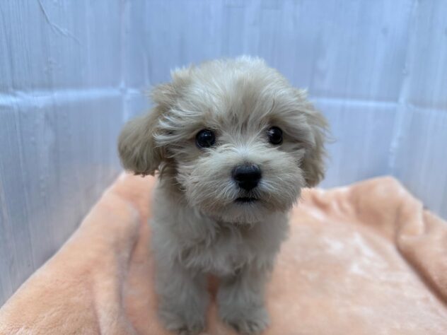 徳島県のハーフ犬・ミックス犬 (アミーゴ北島店/2026年8月15日生まれ/女の子/クリーム)の子犬の1枚目の画像