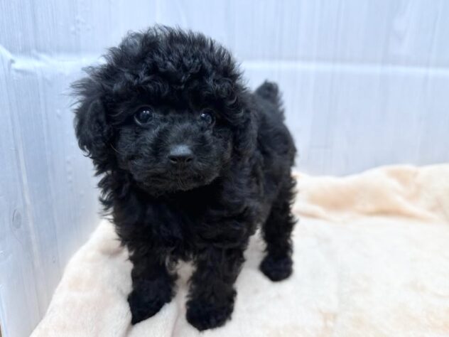 徳島県のトイプードル(トイ) (アミーゴ北島店/2026年8月24日生まれ/男の子/ブラック)の子犬の2枚目の画像