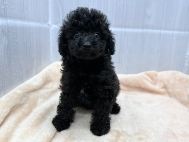 徳島県のトイプードル(トイ) (アミーゴ北島店/2026年8月24日生まれ/男の子/ブラック)の子犬の3枚目の画像