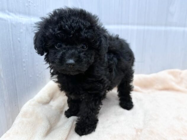 徳島県のトイプードル(トイ) (アミーゴ北島店/2026年8月24日生まれ/男の子/ブラック)の子犬の1枚目の画像
