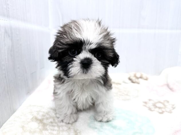 徳島県のシーズー (アミーゴ北島店/2026年8月31日生まれ/男の子/ゴールドホワイト)の子犬の2枚目の画像