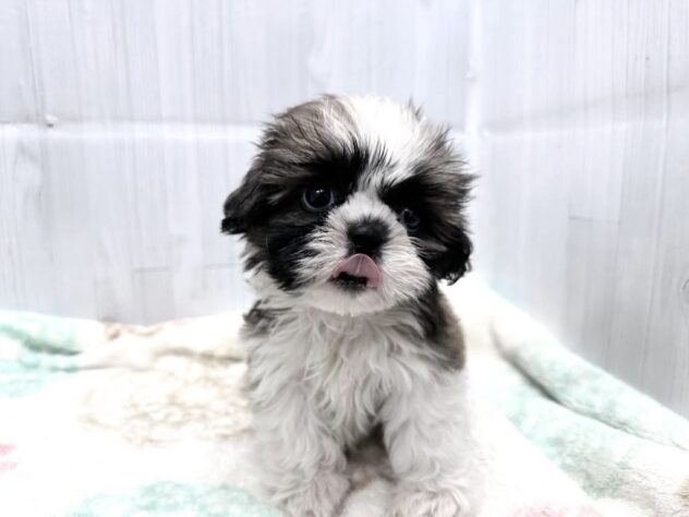 徳島県のシーズー (アミーゴ北島店/2026年8月31日生まれ/男の子/ゴールドホワイト)の子犬の4枚目の画像