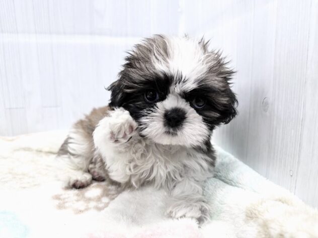 徳島県のシーズー (アミーゴ北島店/2026年8月31日生まれ/男の子/ゴールドホワイト)の子犬の1枚目の画像