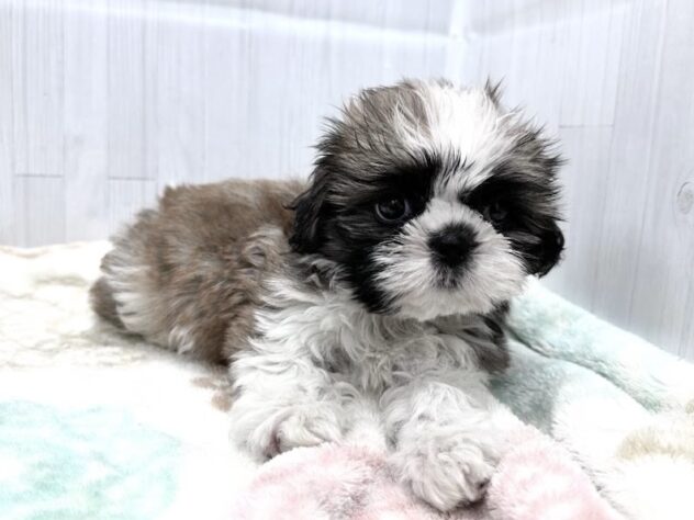 徳島県のシーズー (アミーゴ北島店/2026年8月31日生まれ/男の子/ゴールドホワイト)の子犬の3枚目の画像