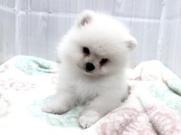 徳島県のポメラニアン (アミーゴ北島店/2026年8月30日生まれ/男の子/ホワイト)の子犬の3枚目の画像
