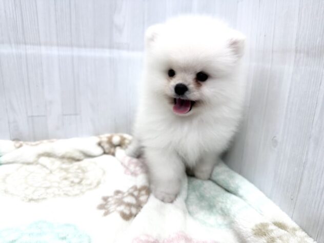 徳島県のポメラニアン (アミーゴ北島店/2026年8月30日生まれ/男の子/ホワイト)の子犬の4枚目の画像