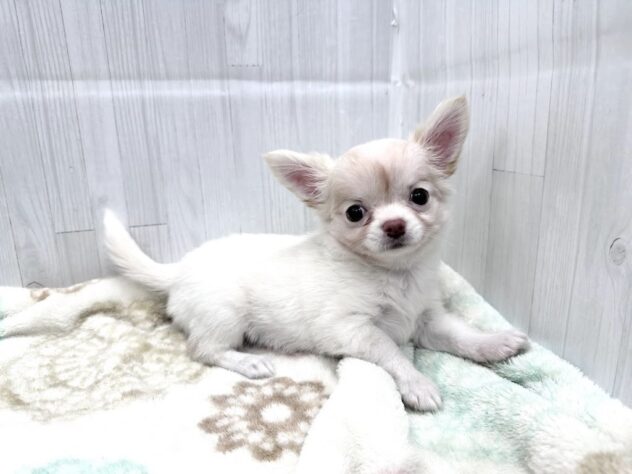 徳島県のチワワ(ロング) (アミーゴ北島店/2026年8月28日生まれ/女の子/クリーム)の子犬の3枚目の画像