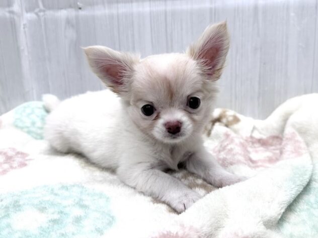 徳島県のチワワ(ロング) (アミーゴ北島店/2026年8月28日生まれ/女の子/クリーム)の子犬の1枚目の画像