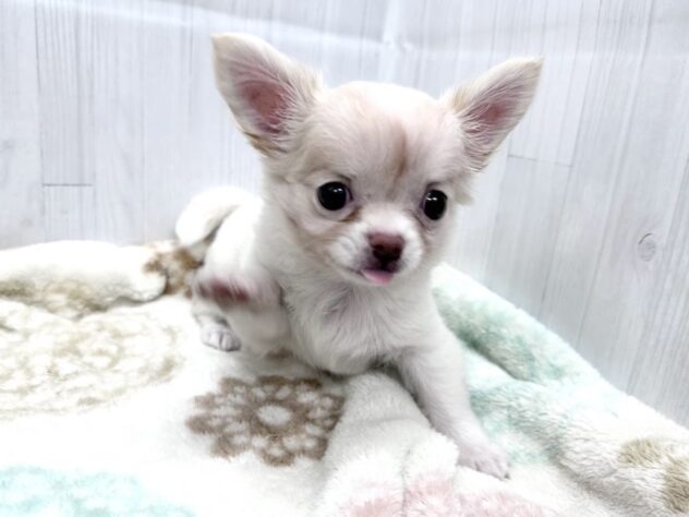 徳島県のチワワ(ロング) (アミーゴ北島店/2026年8月28日生まれ/女の子/クリーム)の子犬の2枚目の画像