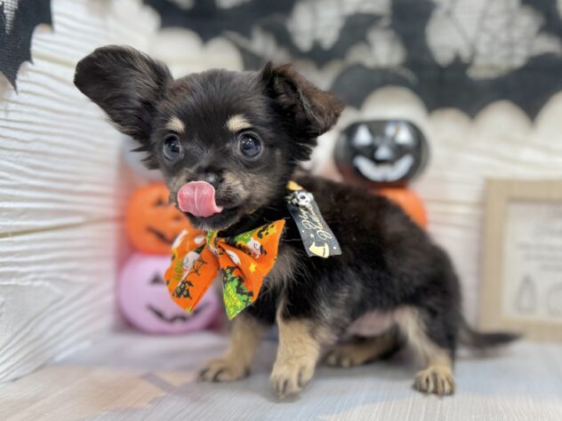 兵庫県のハーフ犬・ミックス犬 (ワンキャラット アミーゴ姫路飾磨店/2026年8月29日生まれ/男の子/ブラックタン)の子犬の3枚目の画像