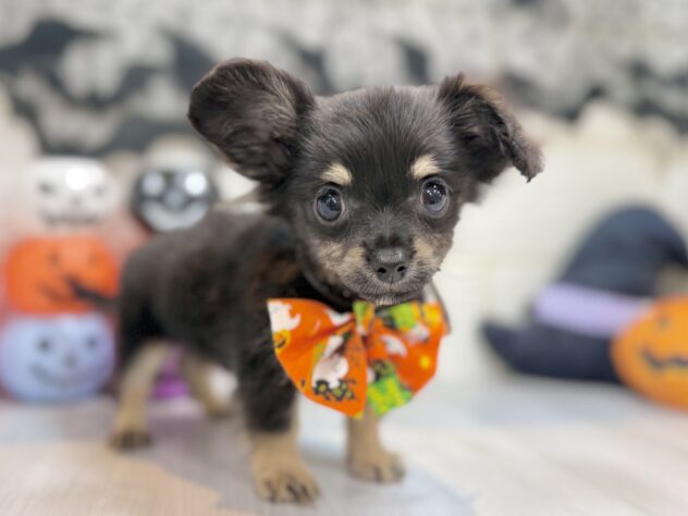 兵庫県のハーフ犬・ミックス犬 (ワンキャラット アミーゴ姫路飾磨店/2026年8月29日生まれ/男の子/ブラックタン)の子犬の2枚目の画像