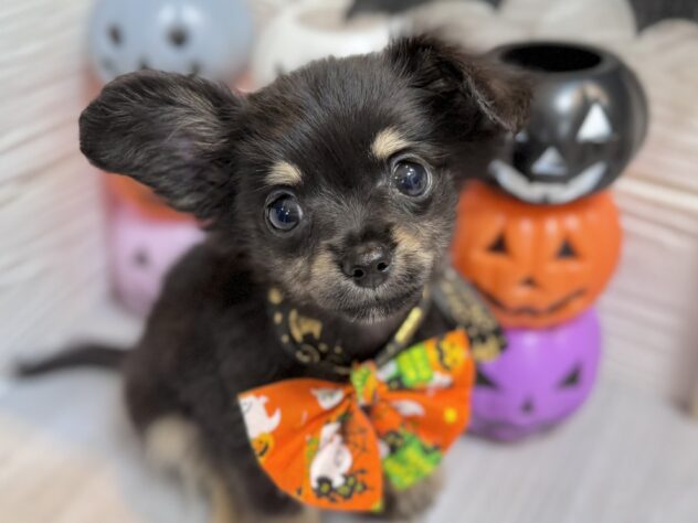 兵庫県のハーフ犬・ミックス犬 (ワンキャラット アミーゴ姫路飾磨店/2026年8月29日生まれ/男の子/ブラックタン)の子犬の1枚目の画像
