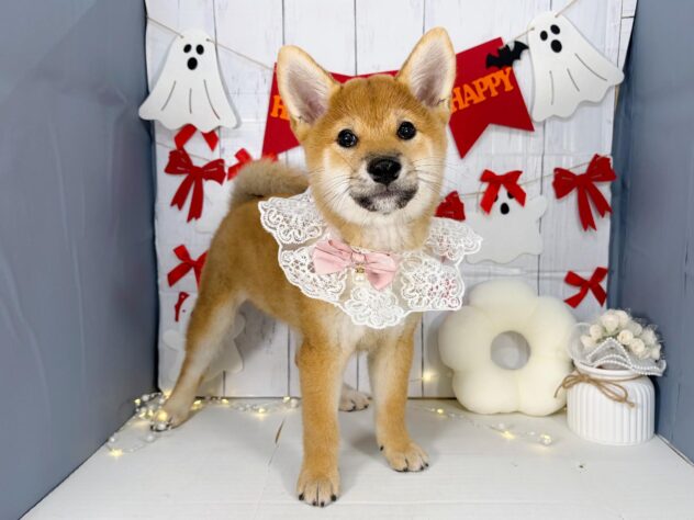 香川県の柴犬(標準サイズ) (ワンキャラット アミーゴ屋島店/2026年7月4日生まれ/女の子/赤)の子犬の2枚目の画像