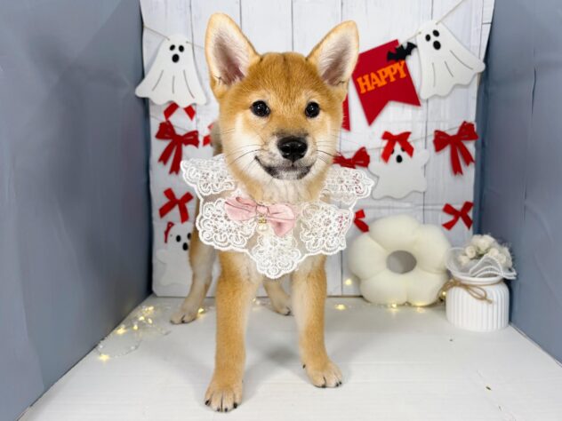 香川県の柴犬(標準サイズ) (ワンキャラット アミーゴ屋島店/2026年7月4日生まれ/女の子/赤)の子犬の3枚目の画像