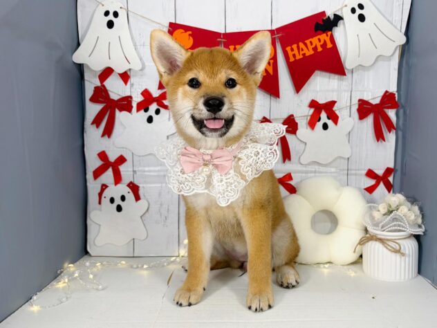 香川県の柴犬(標準サイズ) (ワンキャラット アミーゴ屋島店/2026年7月4日生まれ/女の子/赤)の子犬の1枚目の画像