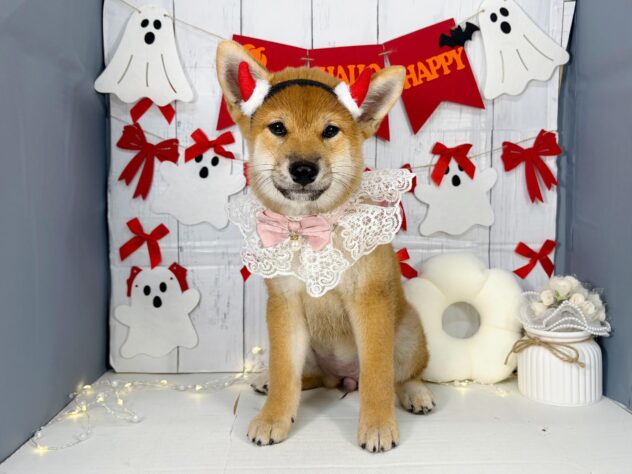 香川県の柴犬(標準サイズ) (ワンキャラット アミーゴ屋島店/2026年7月4日生まれ/女の子/赤)の子犬の4枚目の画像