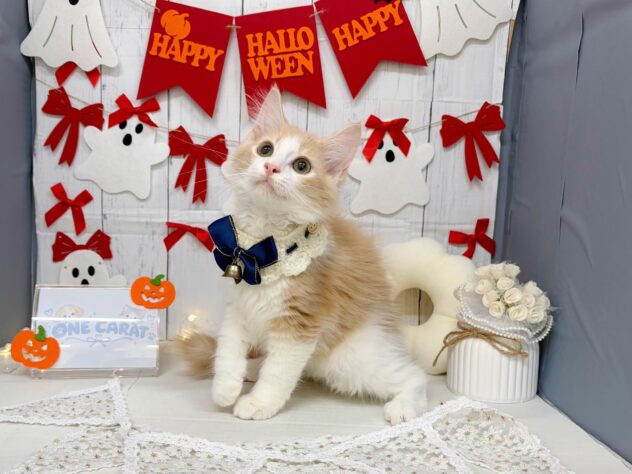 香川県のノルウェージャンフォレストキャット (ワンキャラット アミーゴ屋島店/2026年7月16日生まれ/女の子/クリームタビーホワイト)の子猫の1枚目の画像