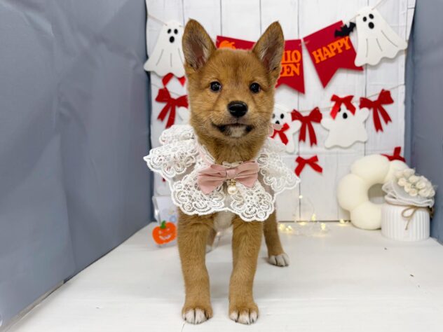 2026年8月26日生まれのハーフ犬・ミックス犬