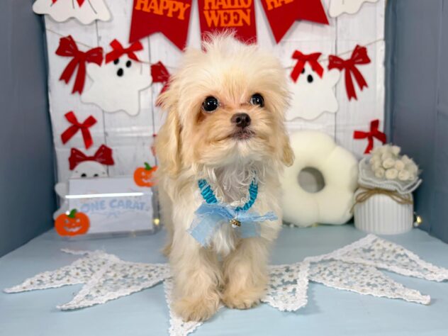 香川県のハーフ犬・ミックス犬 (ワンキャラット アミーゴ屋島店/2026年6月14日生まれ/男の子/クリーム)の子犬の2枚目の画像