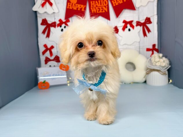 香川県のハーフ犬・ミックス犬 (ワンキャラット アミーゴ屋島店/2026年6月14日生まれ/男の子/クリーム)の子犬の1枚目の画像