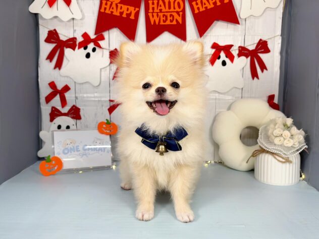 2026年6月29日生まれのハーフ犬・ミックス犬