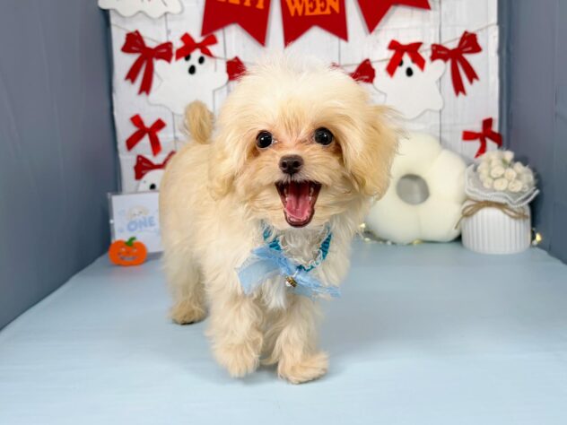 香川県のハーフ犬・ミックス犬 (ワンキャラット アミーゴ屋島店/2026年6月14日生まれ/男の子/クリーム)の子犬の3枚目の画像