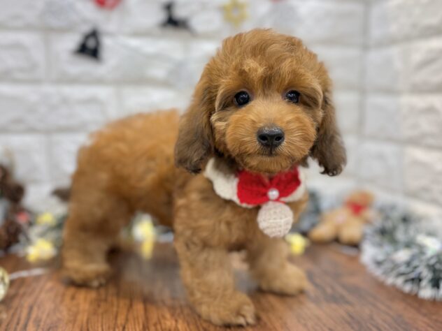 兵庫県のダップー(ダックス×プードル) (ワンキャラット アミーゴ姫路飾磨店/2026年8月13日生まれ/女の子/レッド)の子犬の3枚目の画像