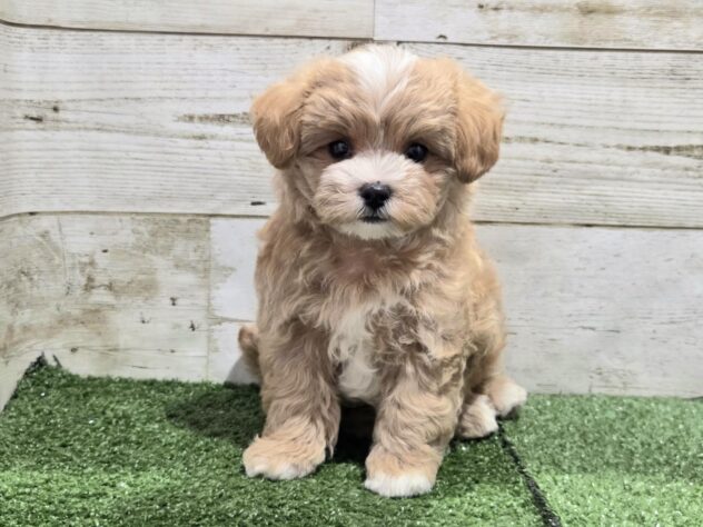 徳島県のハーフ犬・ミックス犬 (アミーゴ徳島沖浜店/2026年7月31日生まれ/女の子/アプリコット)の子犬の1枚目の画像