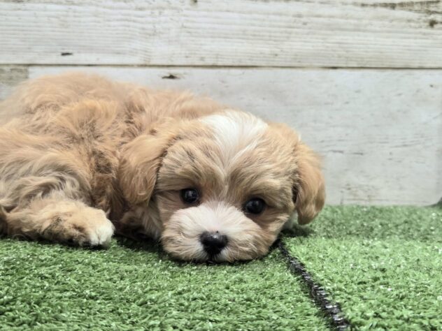 徳島県のハーフ犬・ミックス犬 (アミーゴ徳島沖浜店/2026年7月31日生まれ/女の子/アプリコット)の子犬の4枚目の画像