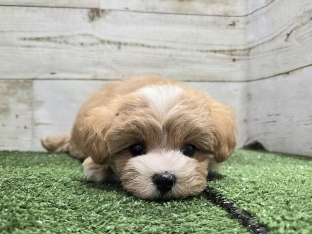 徳島県のハーフ犬・ミックス犬 (アミーゴ徳島沖浜店/2026年7月31日生まれ/女の子/アプリコット)の子犬の3枚目の画像
